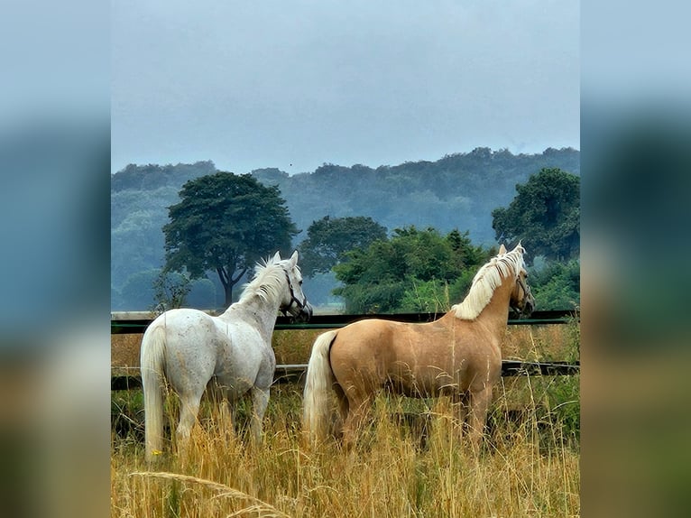 Hanovrien Hongre 6 Ans 145 cm Palomino in Pulheim