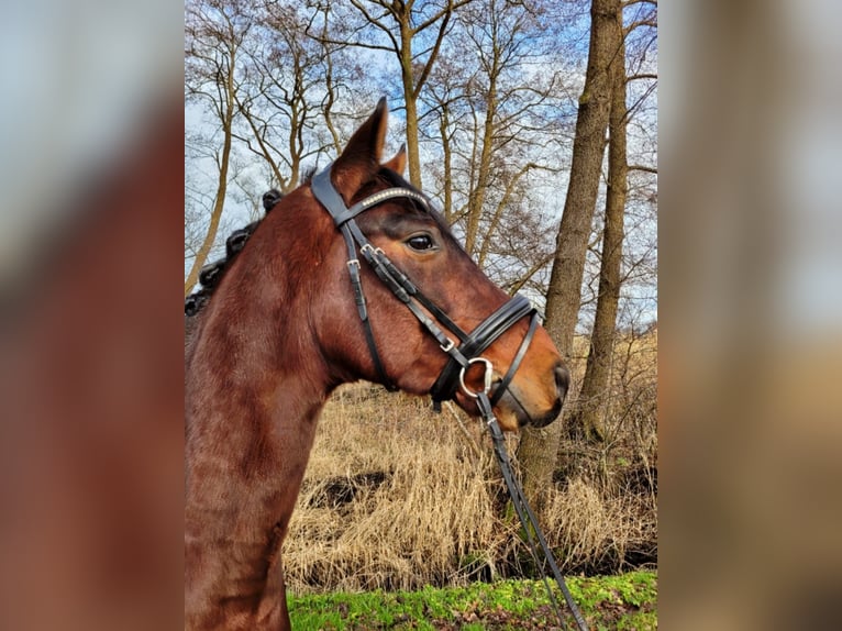 Hanovrien Hongre 6 Ans 155 cm Bai in Ovelgönne