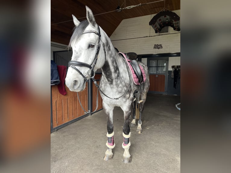 Hanovrien Hongre 6 Ans 156 cm Gris pommelé in Leer (Ostfriesland)