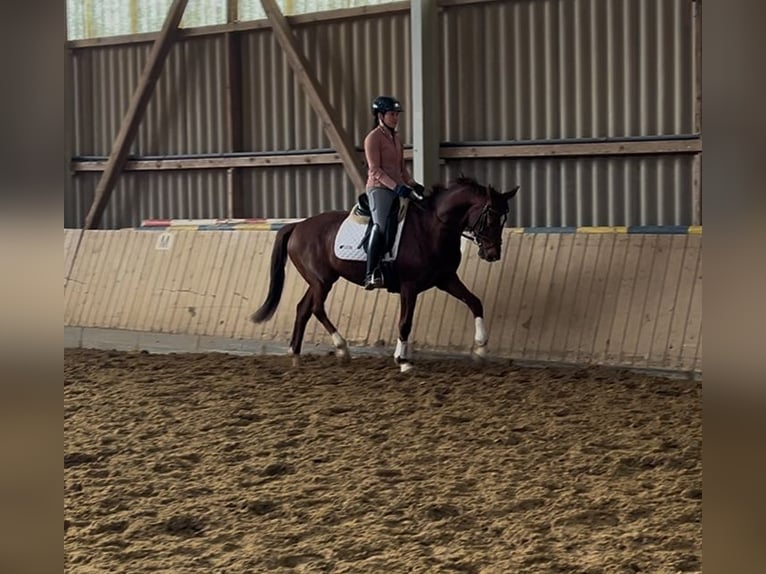 Hanovrien Hongre 6 Ans 162 cm Alezan brûlé in Adelebsen
