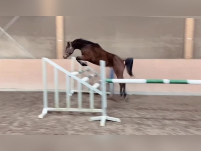 Hanovrien Hongre 6 Ans 162 cm Bai in Heide