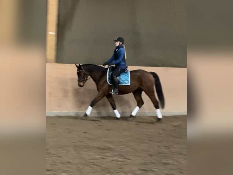 Hanovrien Hongre 6 Ans 162 cm Bai in Heide