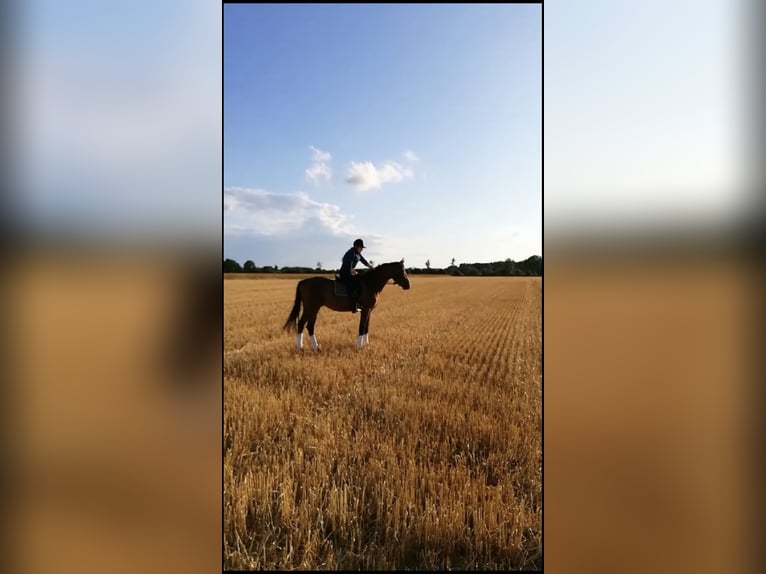 Hanovrien Hongre 6 Ans 162 cm Bai in Heide