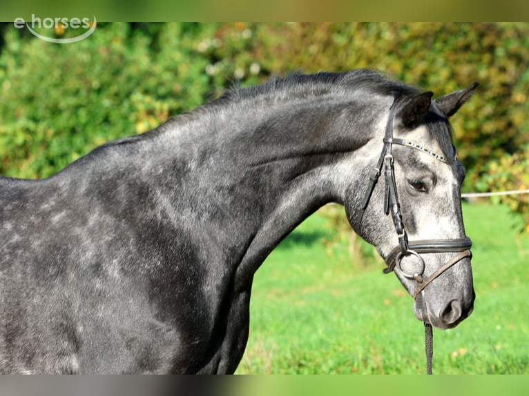 Hanovrien Hongre 6 Ans 162 cm Gris in Kutenholz