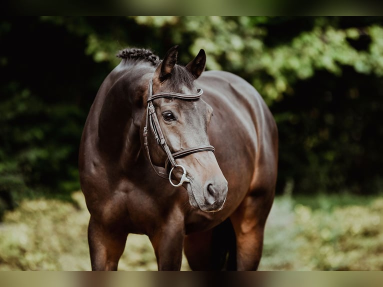 Hanovrien Hongre 6 Ans 163 cm Bai brun in Riedstadt