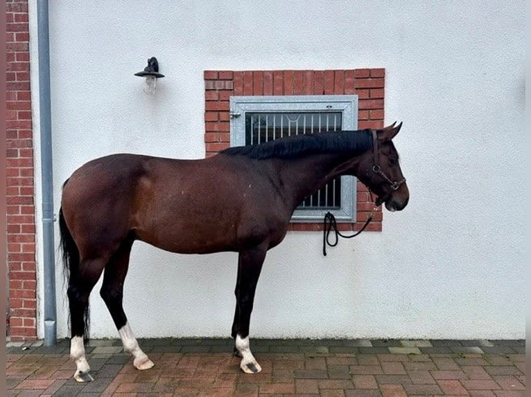 Hanovrien Hongre 6 Ans 163 cm Bai in Riede