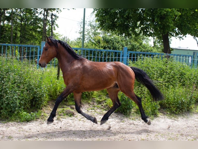 Hanovrien Hongre 6 Ans 163 cm Bai in Niederzier