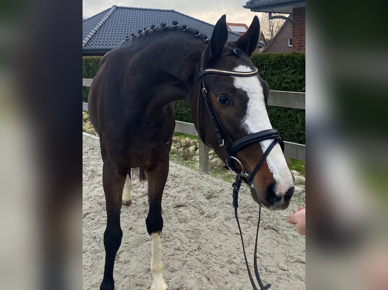 Hanovrien Hongre 6 Ans 163 cm Bai in Minden