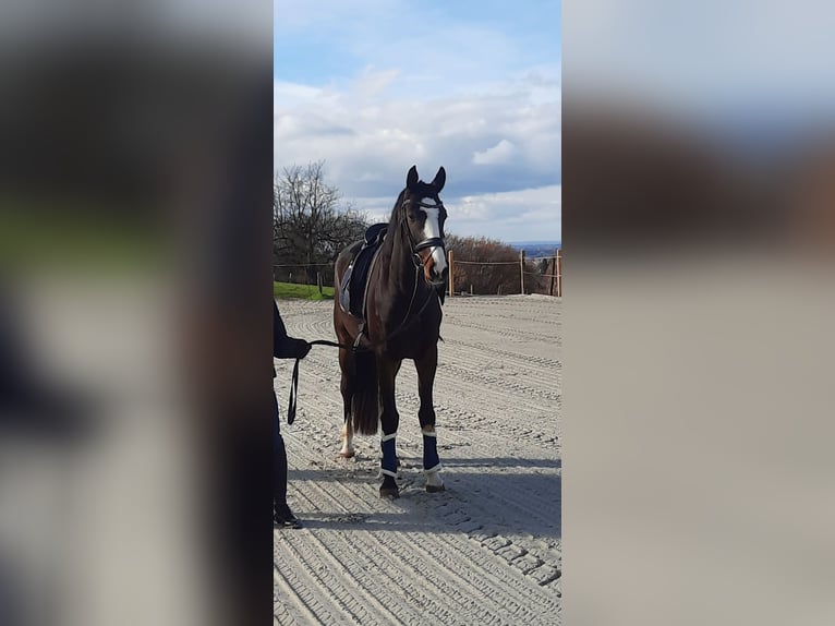 Hanovrien Hongre 6 Ans 163 cm Bai in Minden