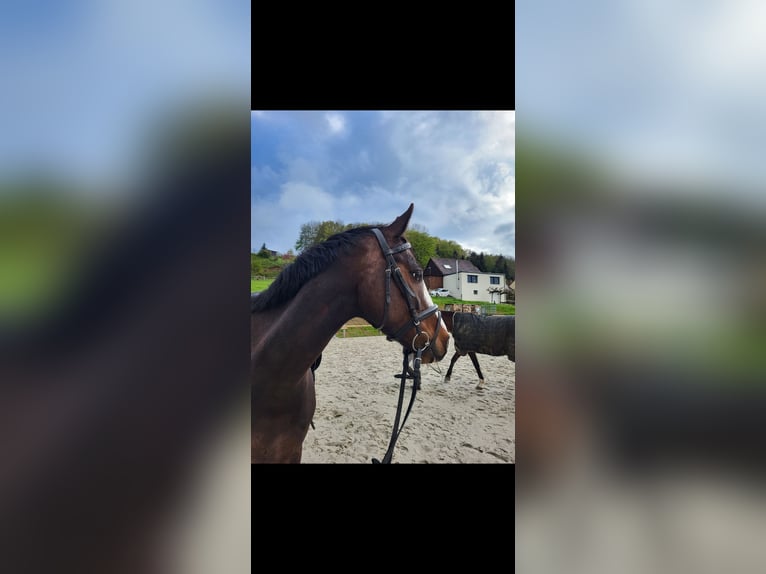 Hanovrien Hongre 6 Ans 163 cm Bai in Minden