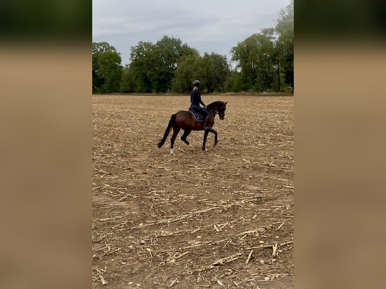 Hanovrien Hongre 6 Ans 164 cm Bai brun in Riede