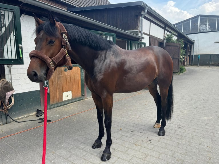 Hanovrien Hongre 6 Ans 164 cm Bai brun in Hamm