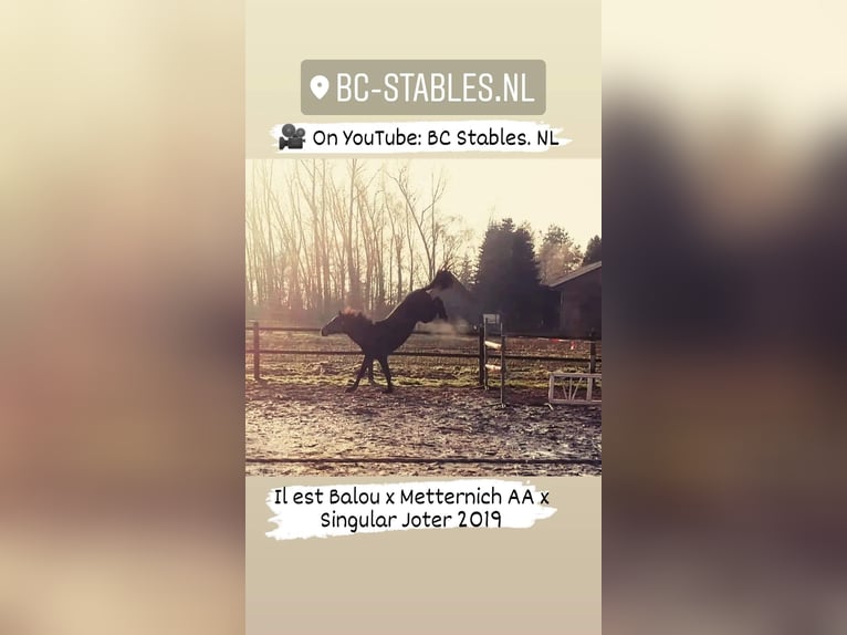 Hanovrien Hongre 6 Ans 164 cm Bai brun in Barger-Compascuum