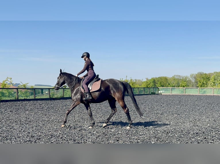 Hanovrien Hongre 6 Ans 164 cm Bai brun foncé in Zw&#xF6;nitz