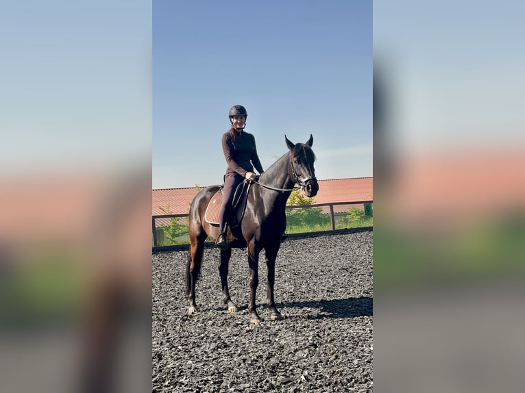 Hanovrien Hongre 6 Ans 164 cm Bai brun foncé in Zw&#xF6;nitz