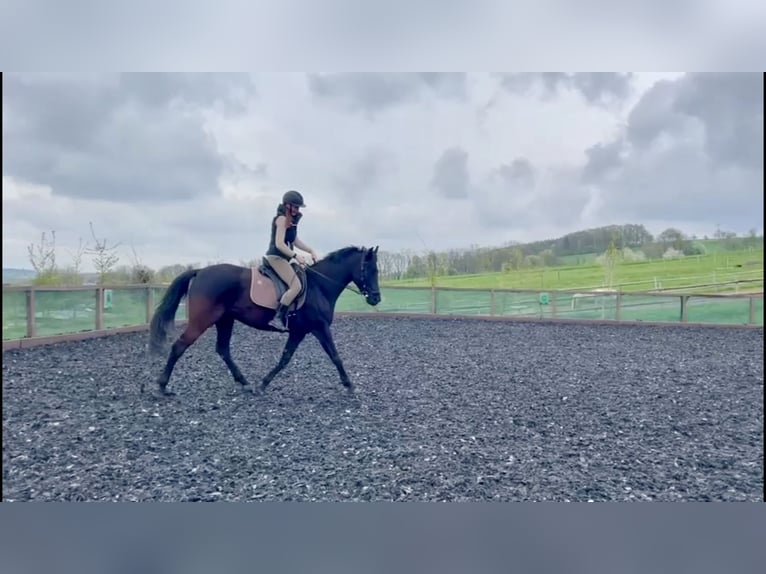 Hanovrien Hongre 6 Ans 164 cm Bai brun foncé in Zw&#xF6;nitz