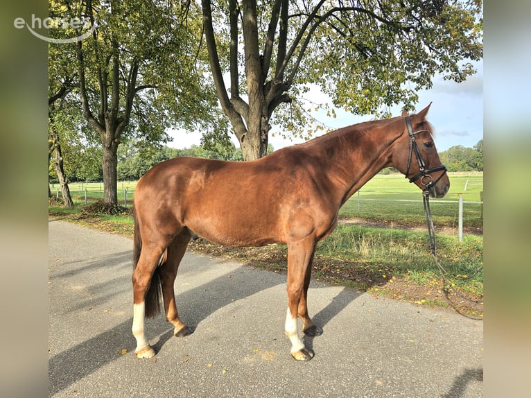 Hanovrien Hongre 6 Ans 165 cm Alezan in Löbnitz