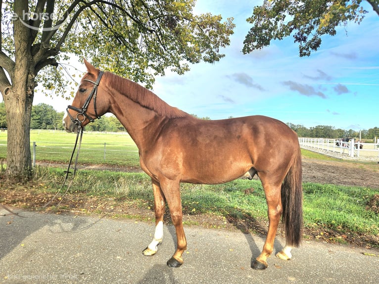 Hanovrien Hongre 6 Ans 165 cm Alezan in Löbnitz