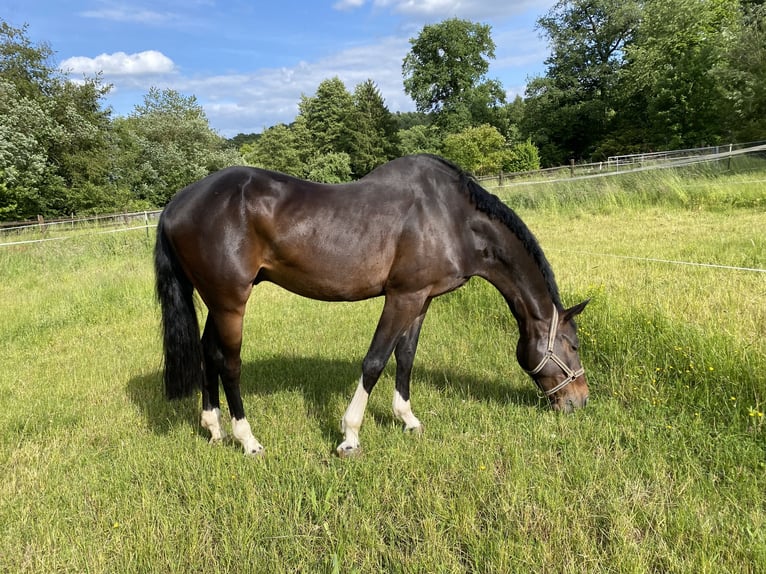 Hanovrien Hongre 6 Ans 165 cm Bai brun in DarmstadtModautal
