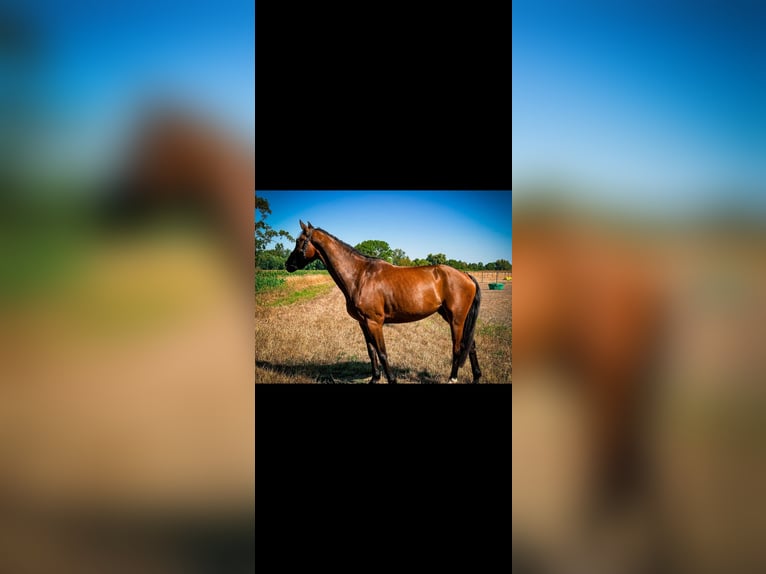 Hanovrien Hongre 6 Ans 165 cm Bai in Worms