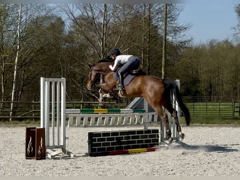 Hanovrien Hongre 6 Ans 165 cm Bai in Klein Meckelsen