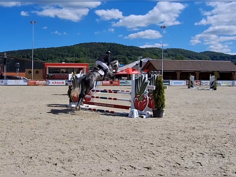 Hanovrien Hongre 6 Ans 165 cm Gris pommelé in Northeim