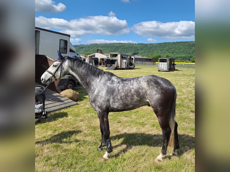 Hanovrien Hongre 6 Ans 165 cm Gris pommelé in Northeim