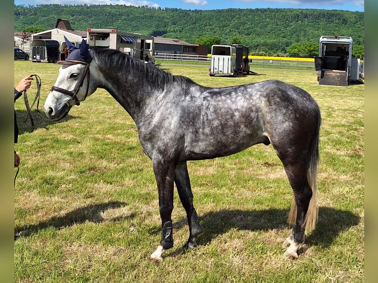 Hanovrien Hongre 6 Ans 165 cm Gris pommelé in Northeim