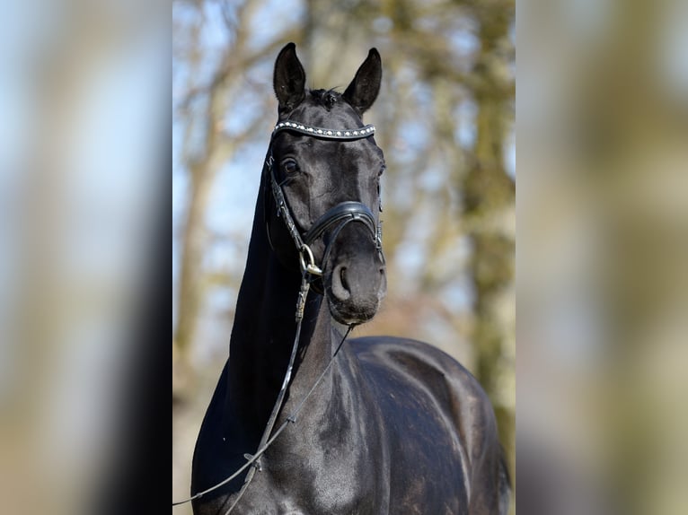 Hanovrien Hongre 6 Ans 165 cm Noir in Stadl-Paura