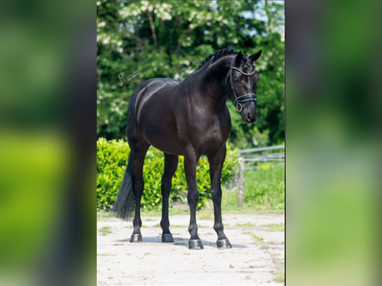 Hanovrien Hongre 6 Ans 165 cm Noir in Brno