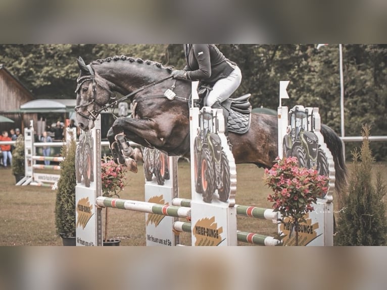 Hanovrien Hongre 6 Ans 165 cm Peut devenir gris in Diepenau