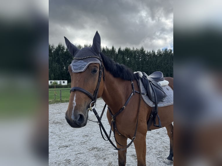 Hanovrien Hongre 6 Ans 166 cm Bai cerise in Pūstelninkai