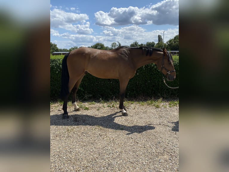 Hanovrien Hongre 6 Ans 166 cm Bai in Eschweiler