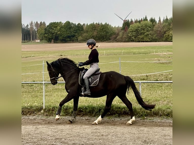 Hanovrien Hongre 6 Ans 166 cm Noir in Erbach