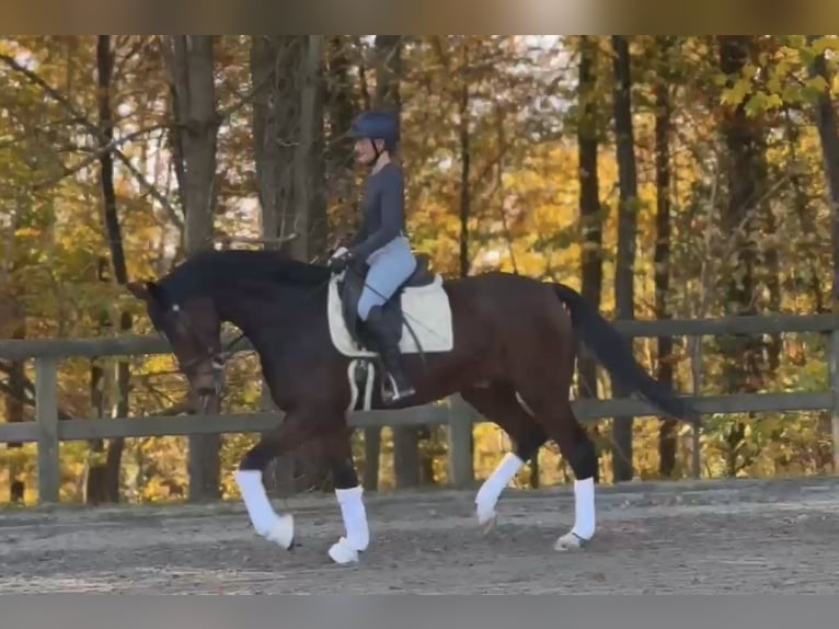 Hanovrien Hongre 6 Ans 167 cm Bai brun in Hamm
