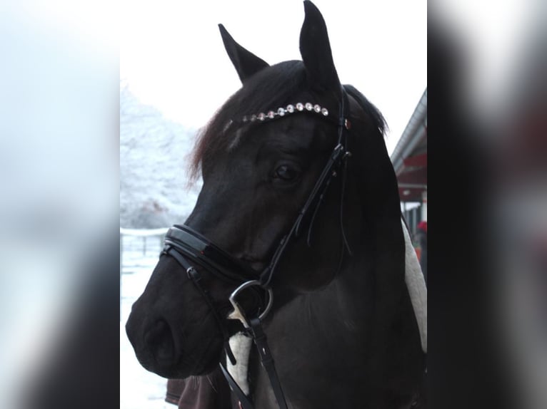 Hanovrien Hongre 6 Ans 167 cm Bai brun in Reinfeld (Holstein)