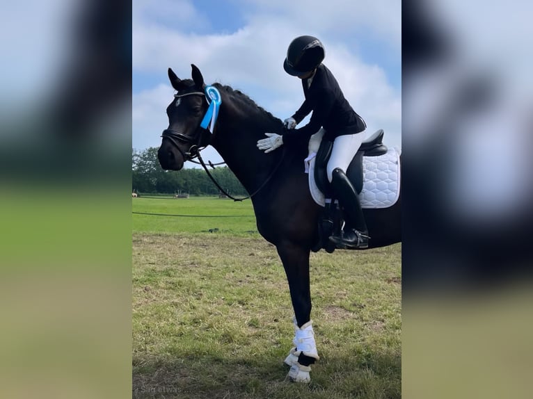 Hanovrien Hongre 6 Ans 167 cm Bai brun in Reinfeld (Holstein)