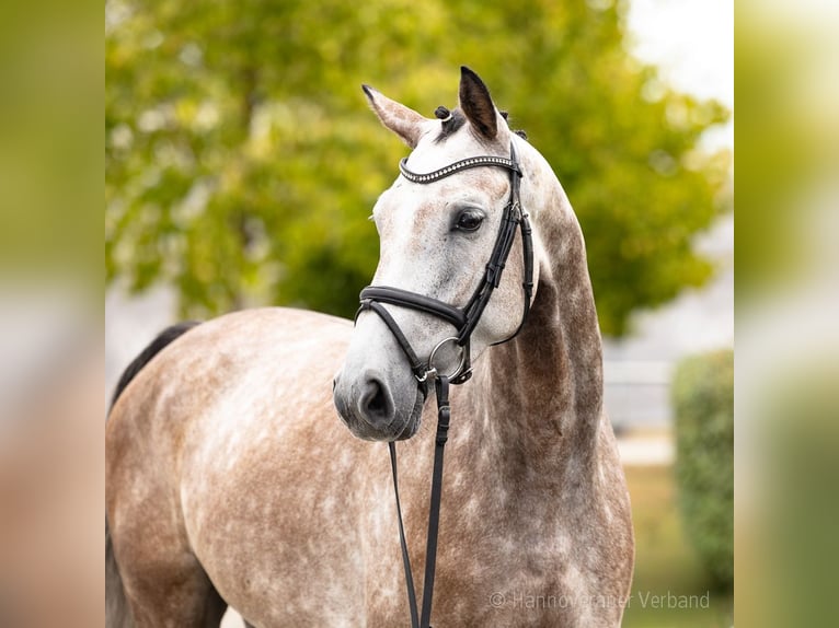 Hanovrien Hongre 6 Ans 167 cm Bai brun in Verden