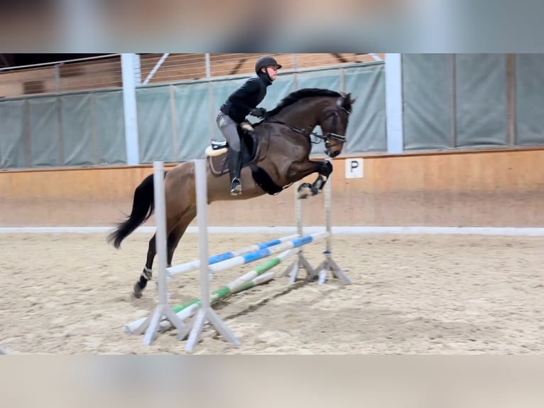 Hanovrien Hongre 6 Ans 167 cm Bai brun foncé in Deitingen