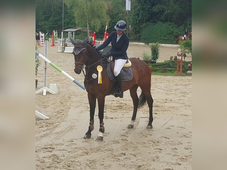 Hanovrien Hongre 6 Ans 167 cm Bai in Kruft