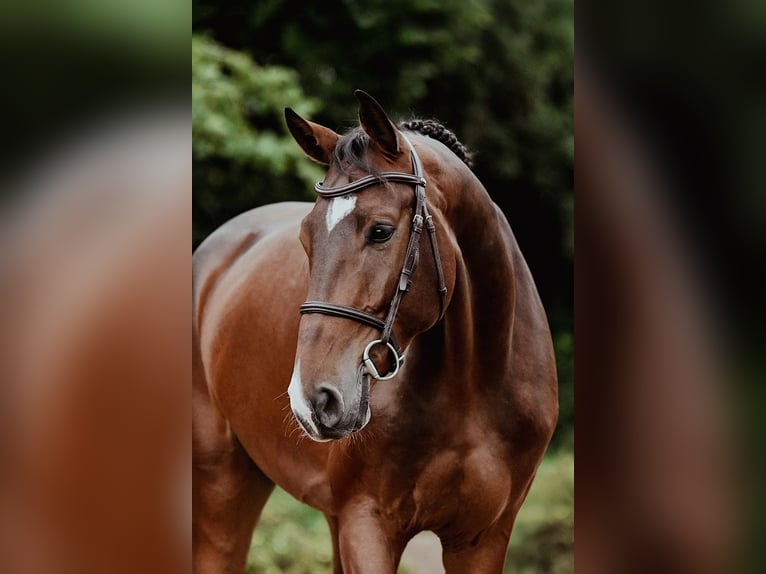 Hanovrien Hongre 6 Ans 167 cm Bai in Riedstadt