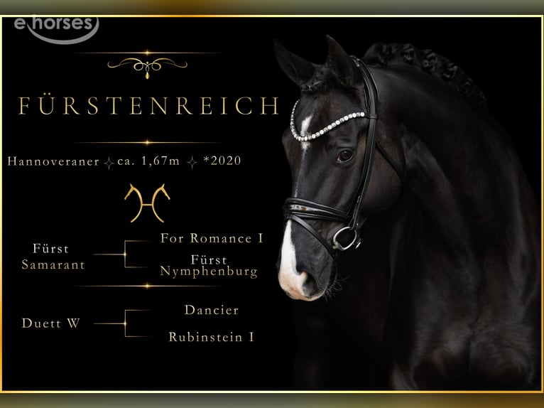 Hanovrien Hongre 6 Ans 167 cm Noir in Wehringen