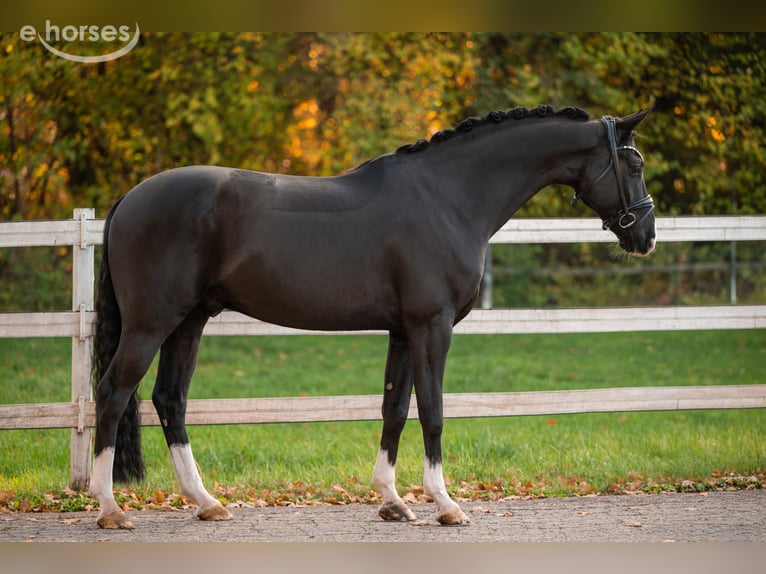 Hanovrien Hongre 6 Ans 167 cm Noir in Wehringen
