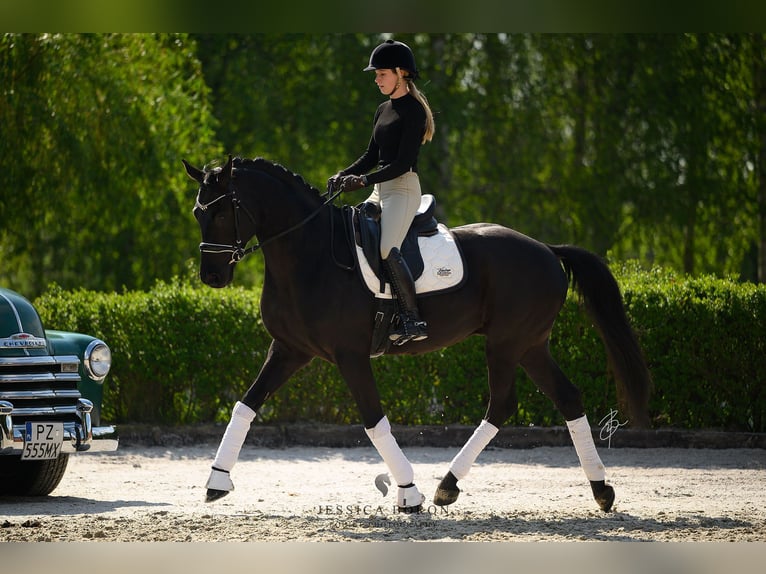 Hanovrien Hongre 6 Ans 167 cm Noir in Kicin