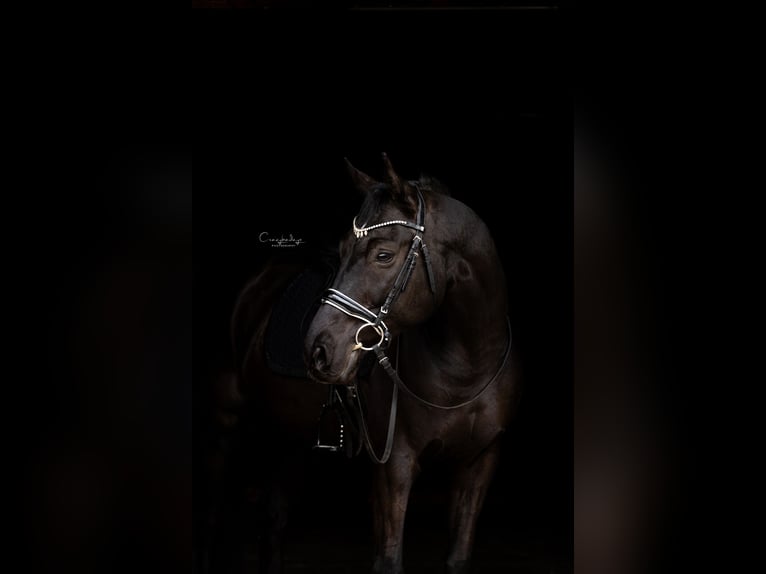 Hanovrien Hongre 6 Ans 167 cm Noir in Kicin