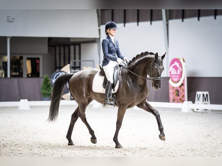 Hanovrien Hongre 6 Ans 167 cm Noir in Kicin
