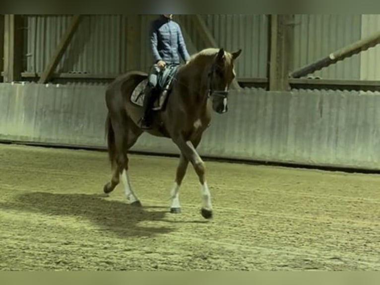 Hanovrien Hongre 6 Ans 168 cm Alezan brûlé in Budapest