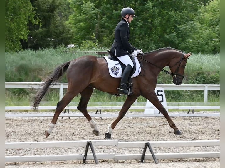 Hanovrien Hongre 6 Ans 168 cm Alezan brûlé in Wysin