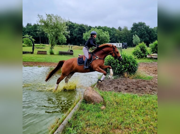 Hanovrien Hongre 6 Ans 168 cm Alezan in Heidelberg
