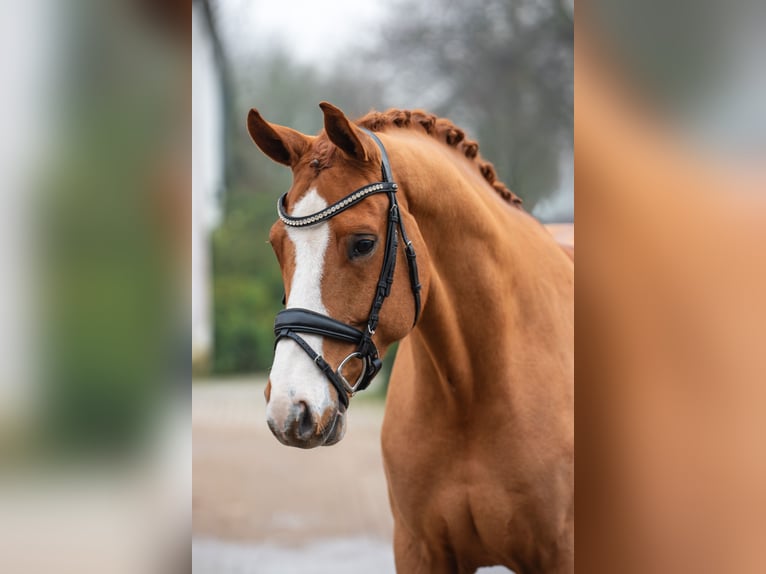 Hanovrien Hongre 6 Ans 168 cm Alezan in Geldern